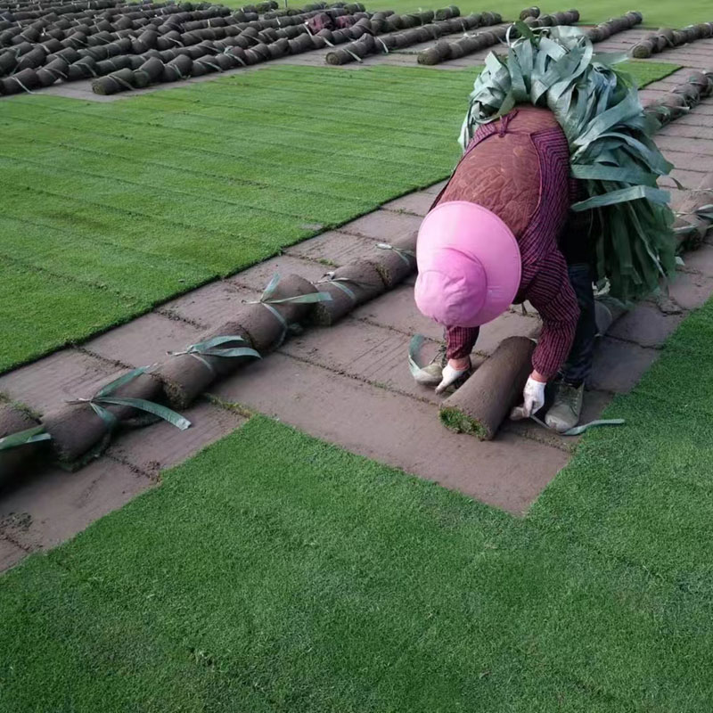 徐州草坪,草莓影视app下载安装草坪
